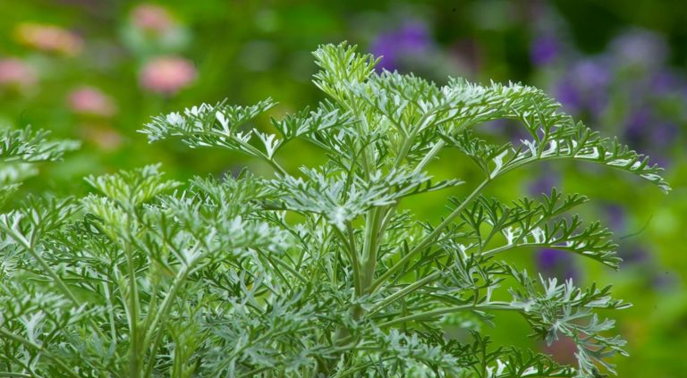 Lacy foliage of Artemisia 'Powis Castle'