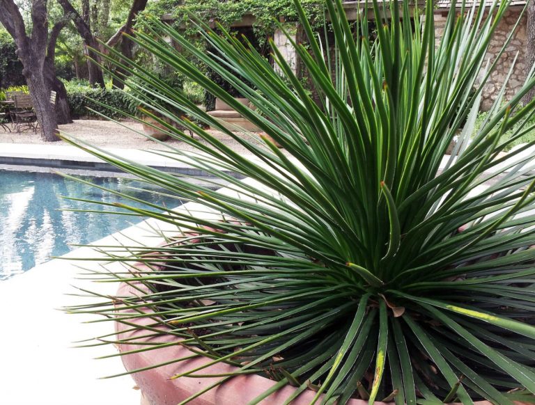 The flower stalks of the twin-flowered agave are only present at the end of its life cycle.