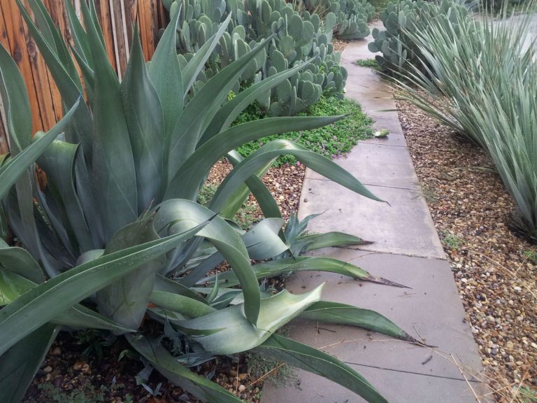 Weber's Agave has stiff terminal spines