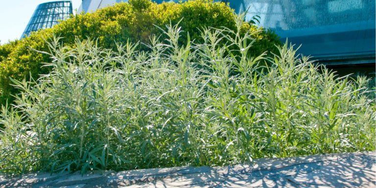 white prairie artemisia at San Antonio Botanical Gardens