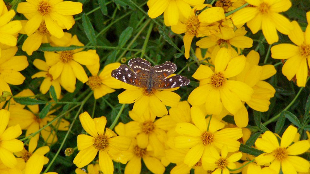 These Texan crescent (Anthanassa texana) butterflies are enjoying the benefits that this stand of copper canyon (Tagetes lemmonii) daisies provides. Texan crescents lay their eggs on ruellia, shrimp plant, and members of the Acanthus family, which are all valued and drought-tolerant members of South Texas landscapes.