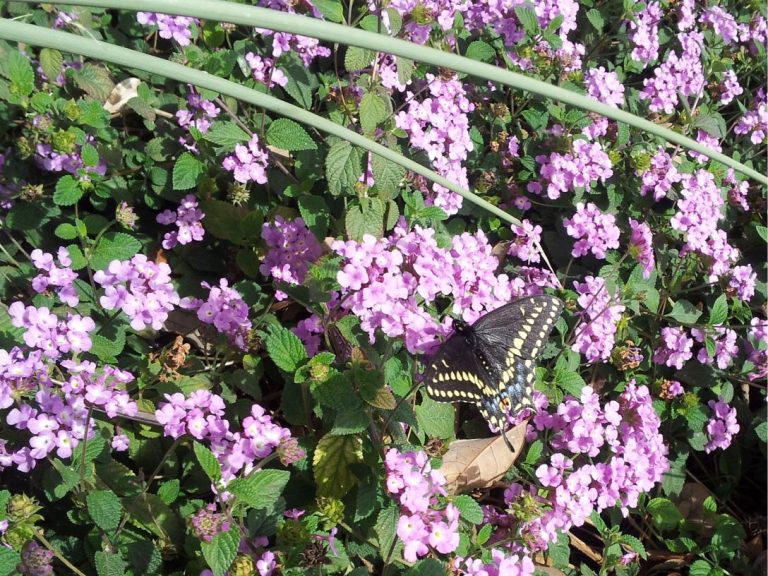 Trailing Lantana has beautiful purple flowers perfect for an ornamental landscape