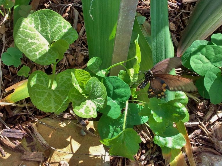 White-veined pipevine leaves and pipevine swallowtail