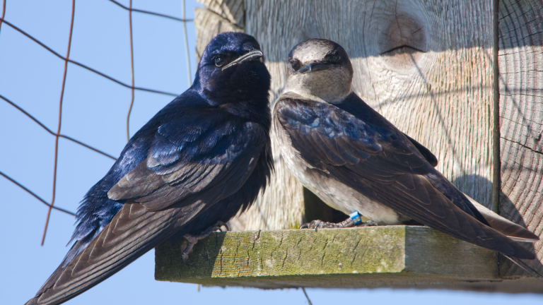 purple martins