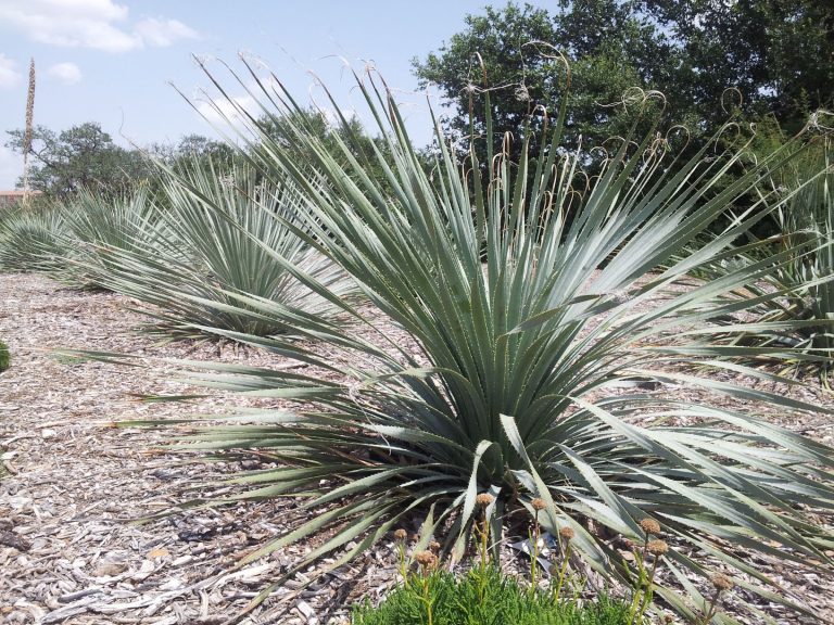 Wheeler's Sotol prefers drier climates