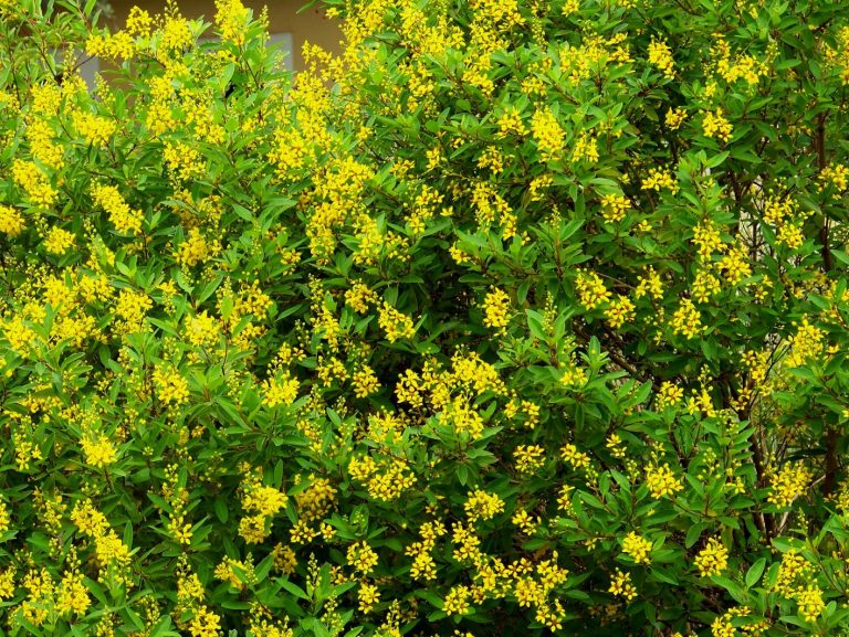 This plant has beautiful yellow flowers.