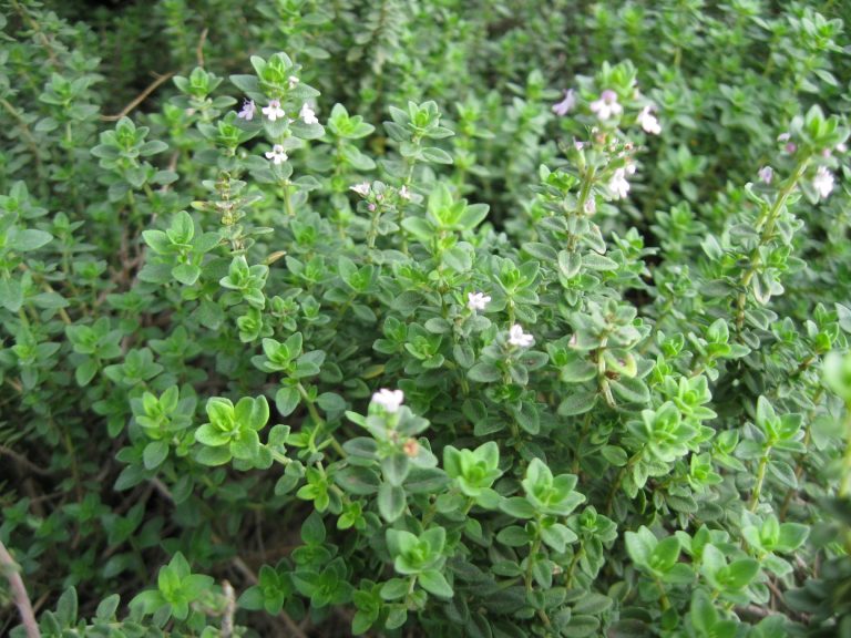 Thyme is not only wonderful in the kitchen, it's beautiful in a garden.