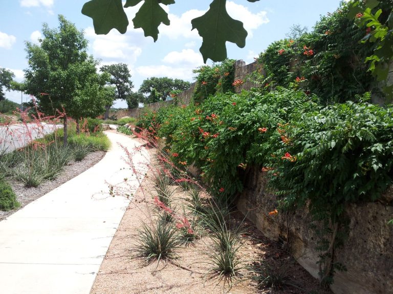 Trumpet Creeper is great if you're looking for something drought-tolerant