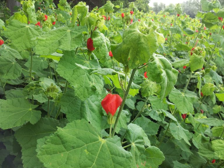 Turk's Cap blooms continuously in warm weather