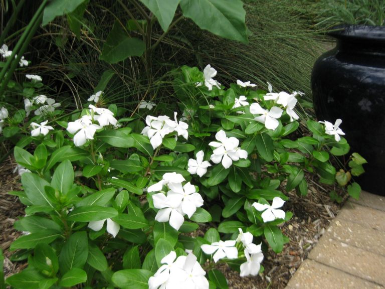 all vincas are susceptible to Phytophthora fungi