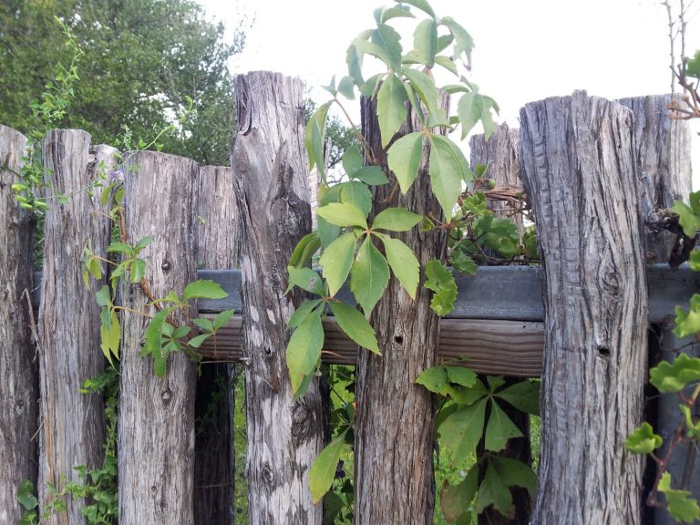 The Virginia Creeper has five leaflets