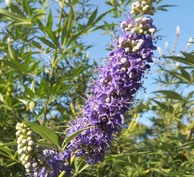 Vitex has vibrant purple flowers