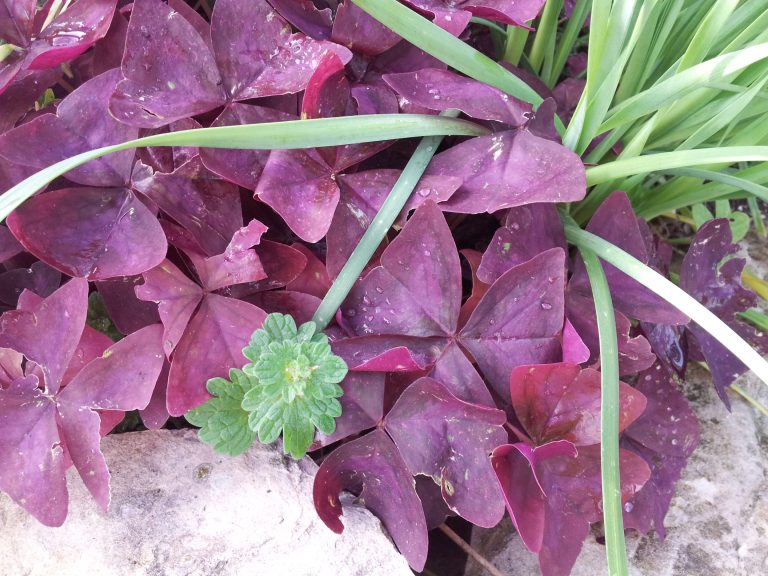 Purple oxalis displays richly colored shamrock-shaped leaves.