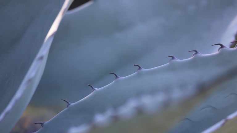 Whale's Tongue is a fairly cold-hardy agave with wide cupped leaves.