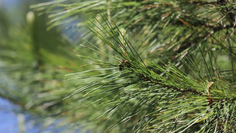 Aleppo pine leaves and cones.