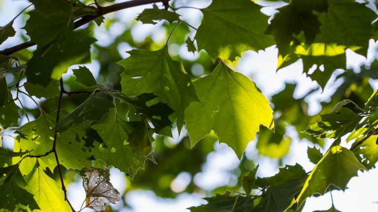 American sycamore leaves.