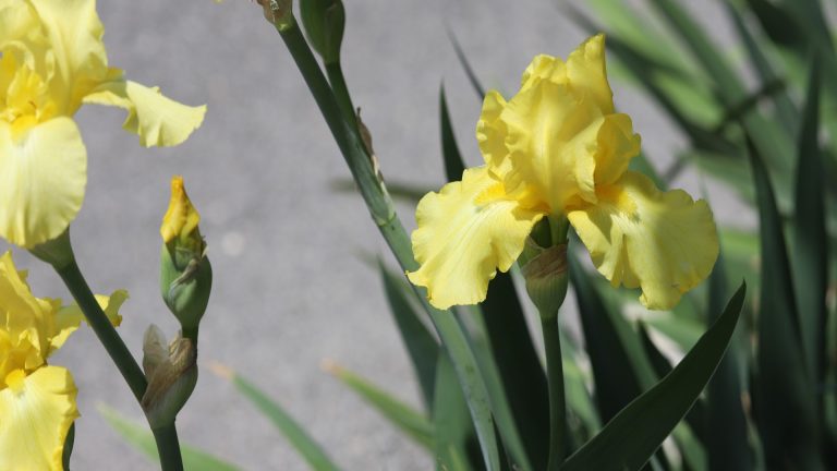 Given the size and intricacy of its blooms, it can be a surprise that iris is such a drought-hardy plant.