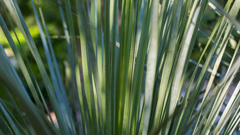 big-bend-yucca-yucca-rostrata-detail-2020-04-16_5d3_0339