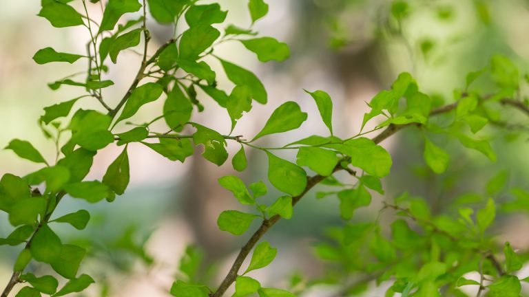 Bluewood condalia leaves.