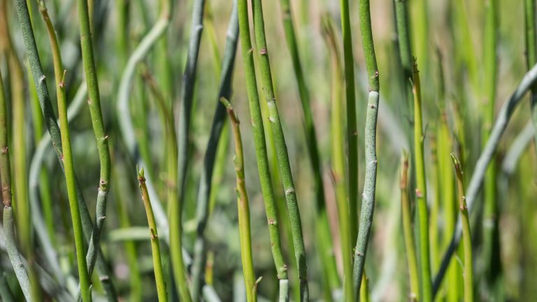 Candelilla leaves