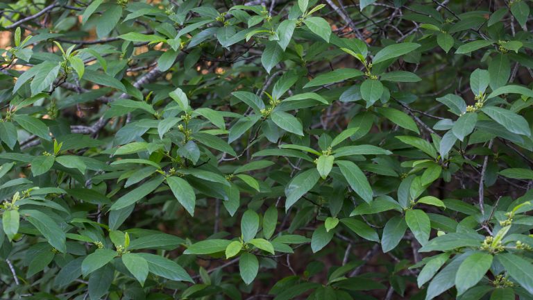 Carolina bckthorn leaves.