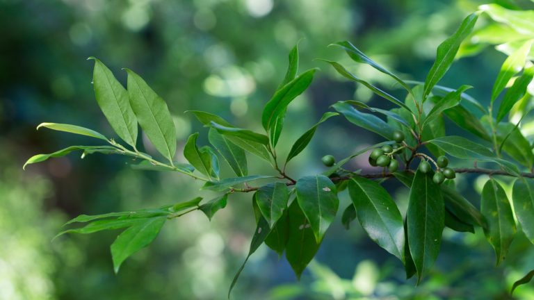 Carolina laurel leaves and fruit.