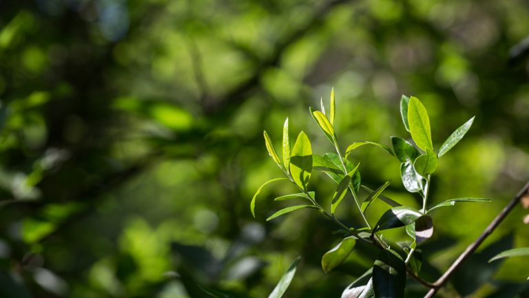 Chomonque leaves.