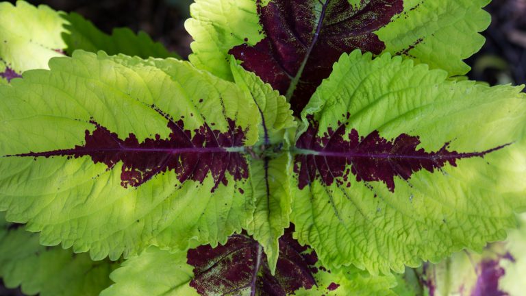 Coleus leaves.