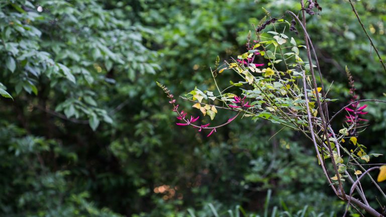 Coral bean leaves and flowers.