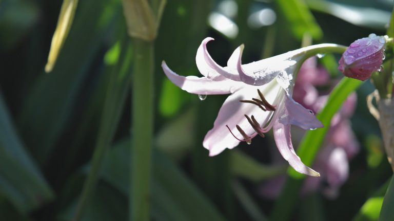 Crinum is a long-lived South African lily once used to mark gravesites in early Texas cemeteries; many of those specimens are still alive.