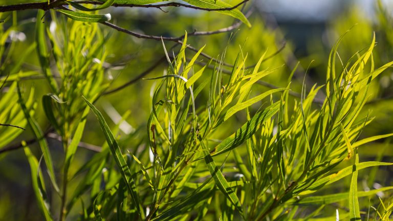 Desert willow leaves.