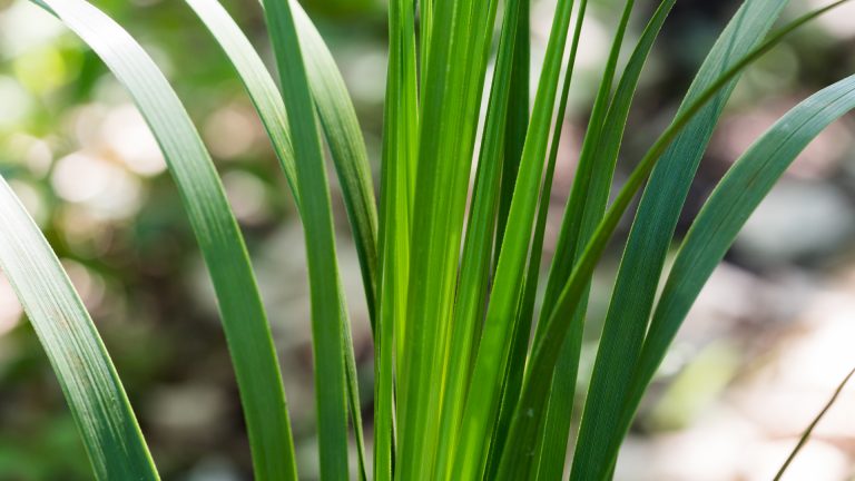 Dwarf palmetto leaves.