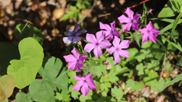 Drummond phlox leaves and flowers.