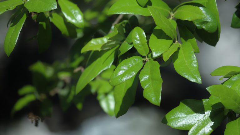 With nearly evergreen leaves and long, rambling branches, escarpment live oak is considered one of the most valuable native trees in south-central Texas.