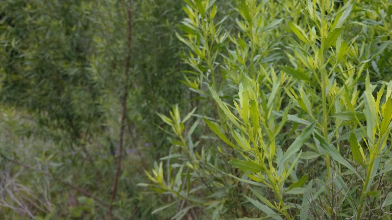 False willow leaves.