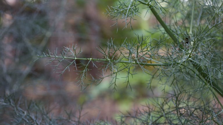 Fennel leaves.