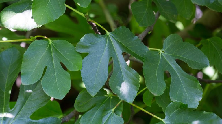 Fig leaves.