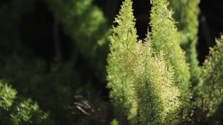 Bushy upright foliage earns fox-tail fern its common name.