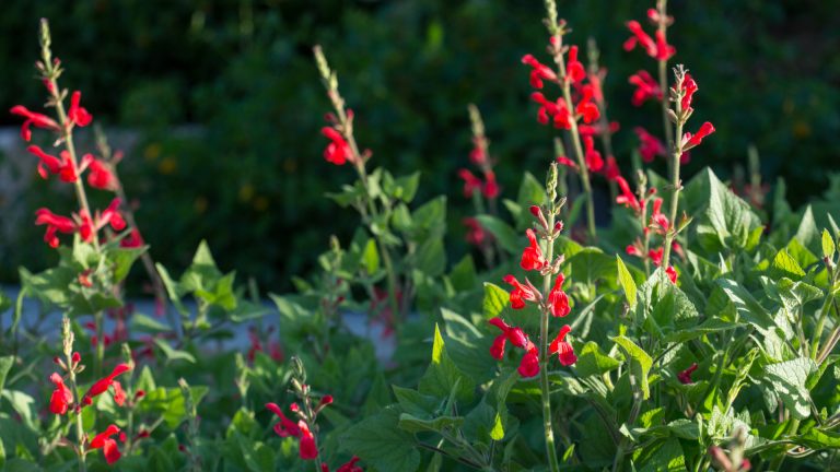 Darcy fiery mountain sage leaves and flowers.