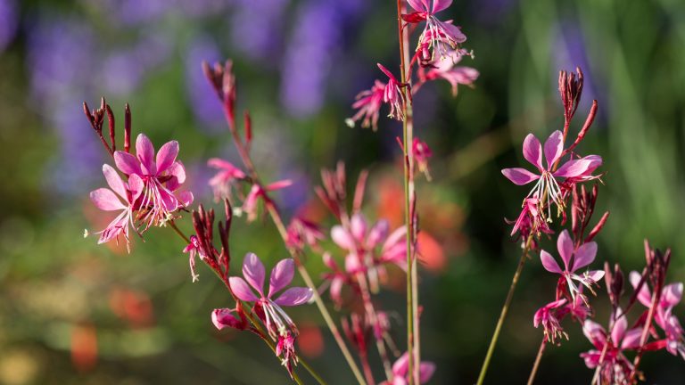 Gaura flowers