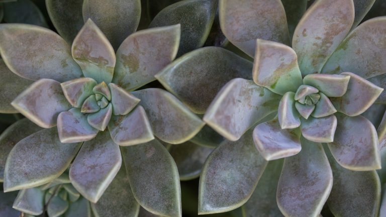 Ghost plant leaves