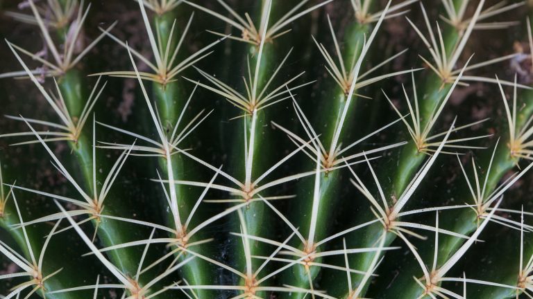 Golden barrell cactus leaves and spines.