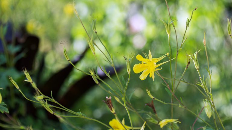 Texas gold columbine flowers