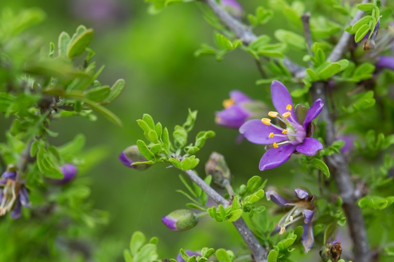 Guayacan is a gnarled but quite ornamental thornless shrub native to south Texas and Mexico.