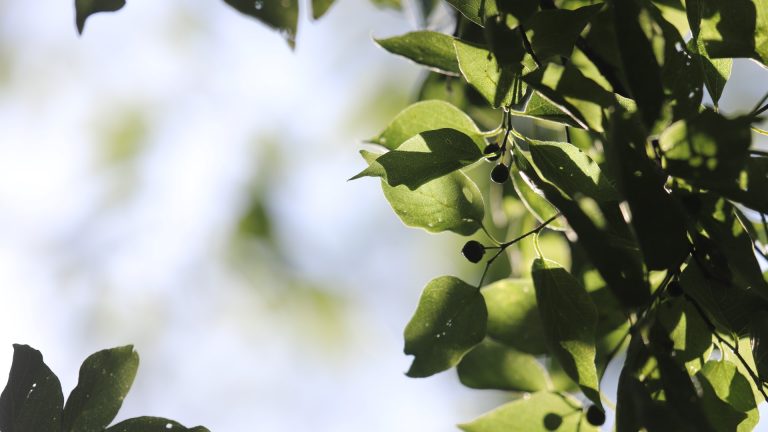 Hackberry leaves and berries.