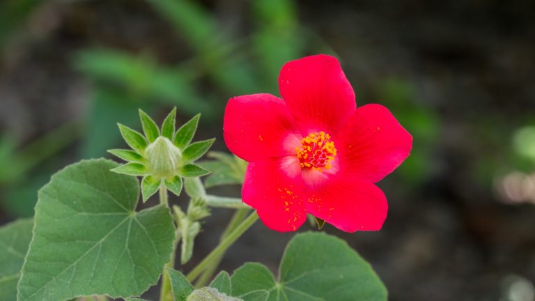 Heartleaf rose mallow leaves, buds and flowers.