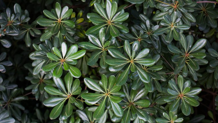 Pittosporum leaves