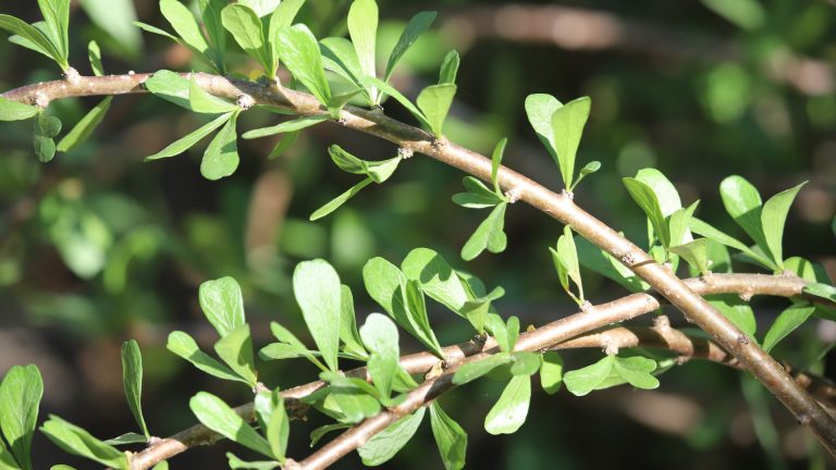 Leatherstem leaves and branches.