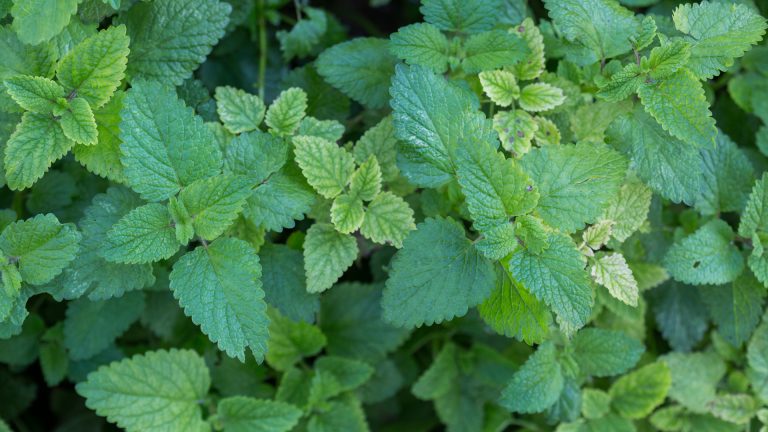 Lemon balm leaves