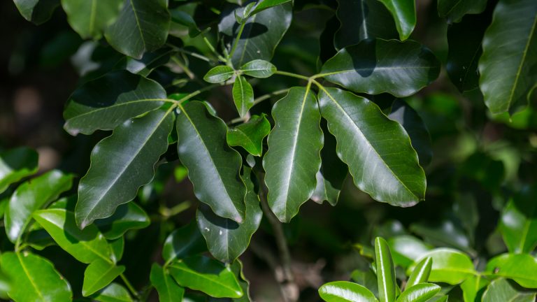 Runyon's limoncillo leaves.